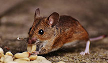 24 Hour & Emergency Exterminators in Tewksbury Township, NJ